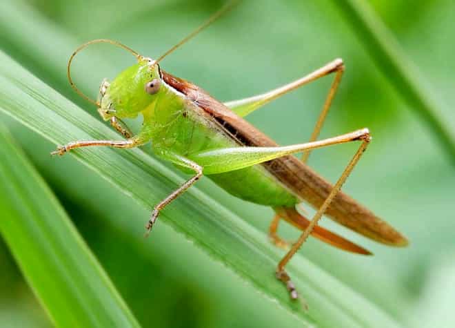 昆虫図鑑・ホシササキリ
